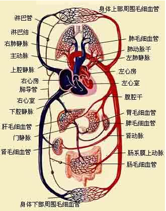 半岛5.0官网下载服用三七可清洁血管促进血液循环(图1)